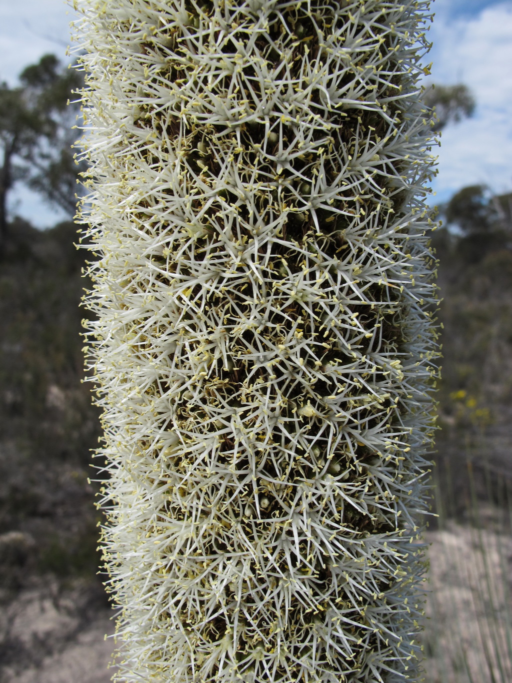 Xanthorrhoea australis (hero image)