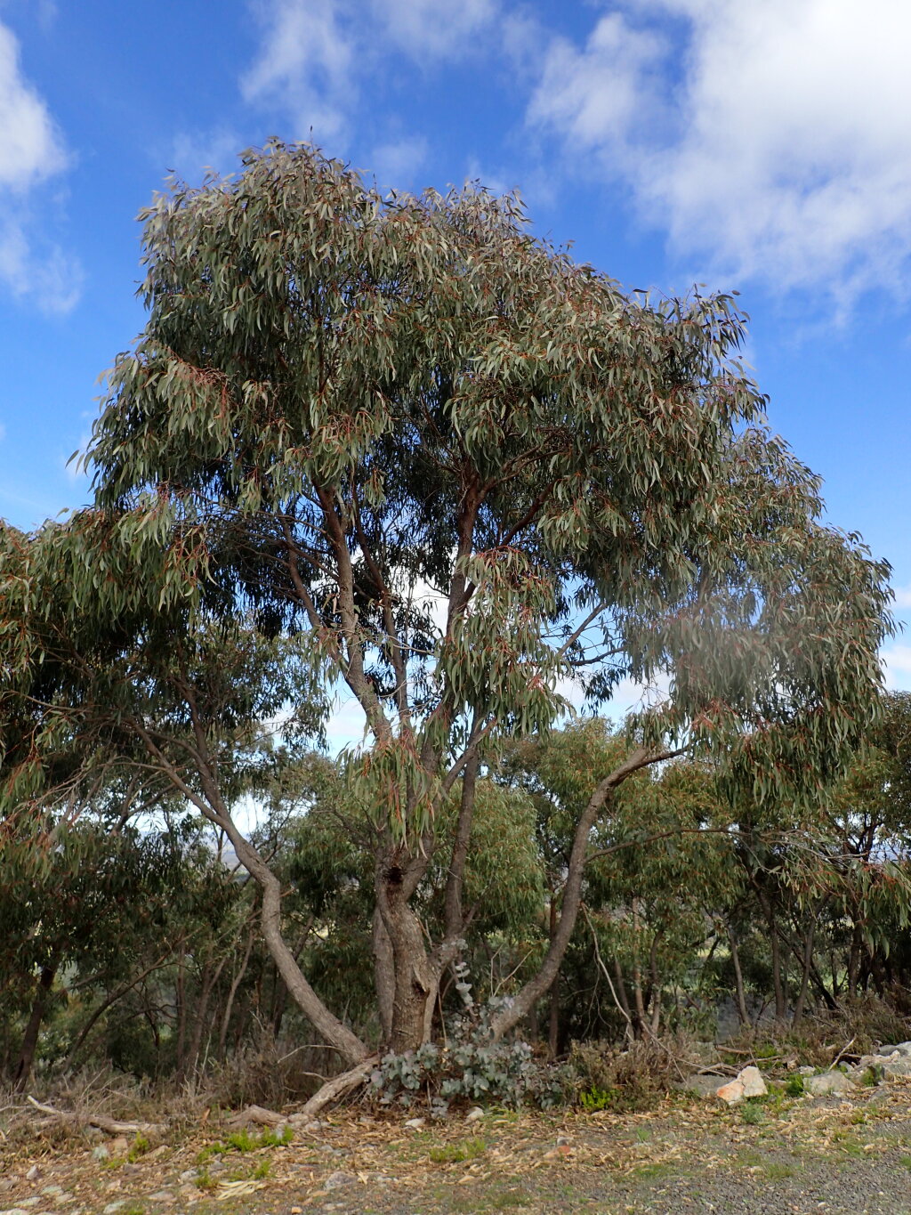 Eucalyptus goniocalyx (hero image)