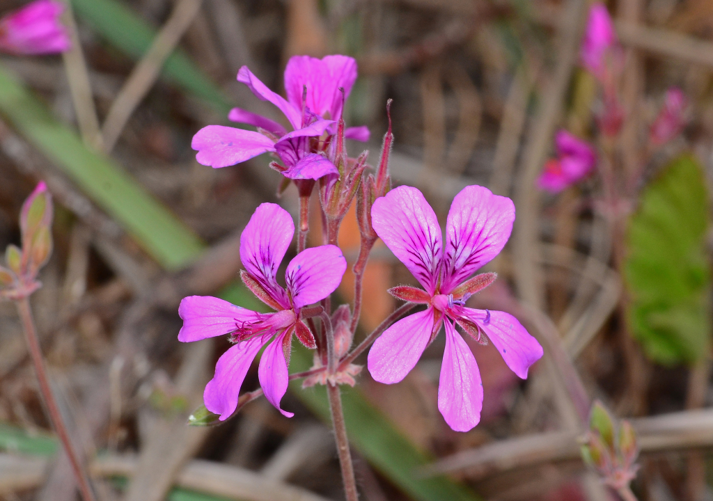 Pelargonium rodneyanum (hero image)