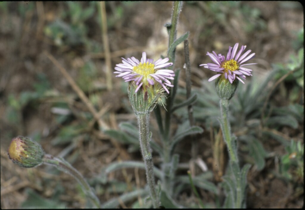 Vittadinia megacephala (hero image)