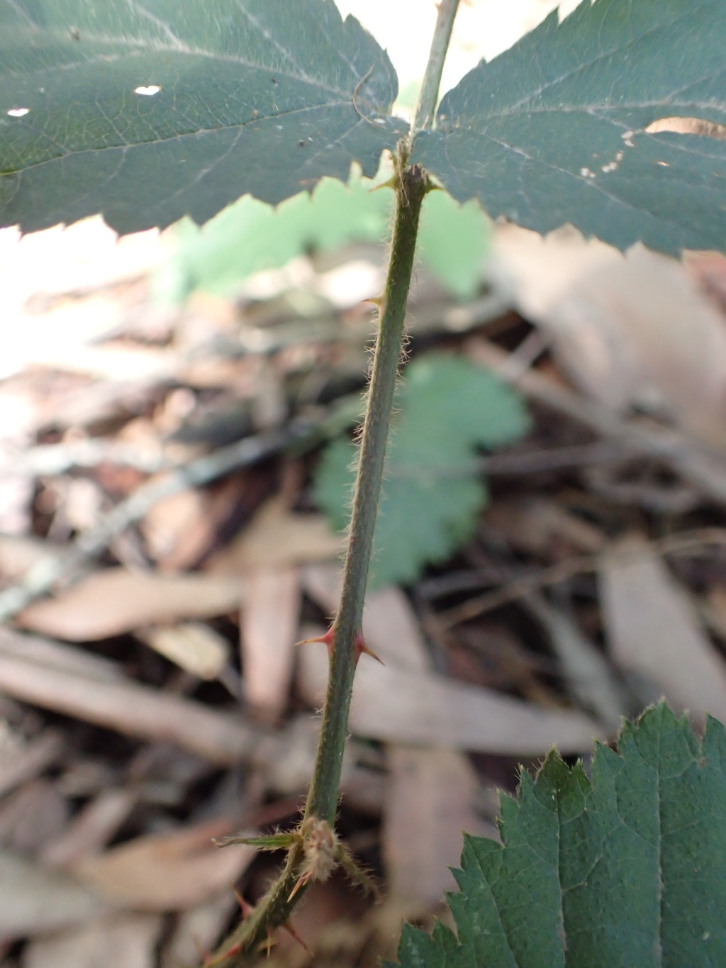 Rubus leucostachys (hero image)