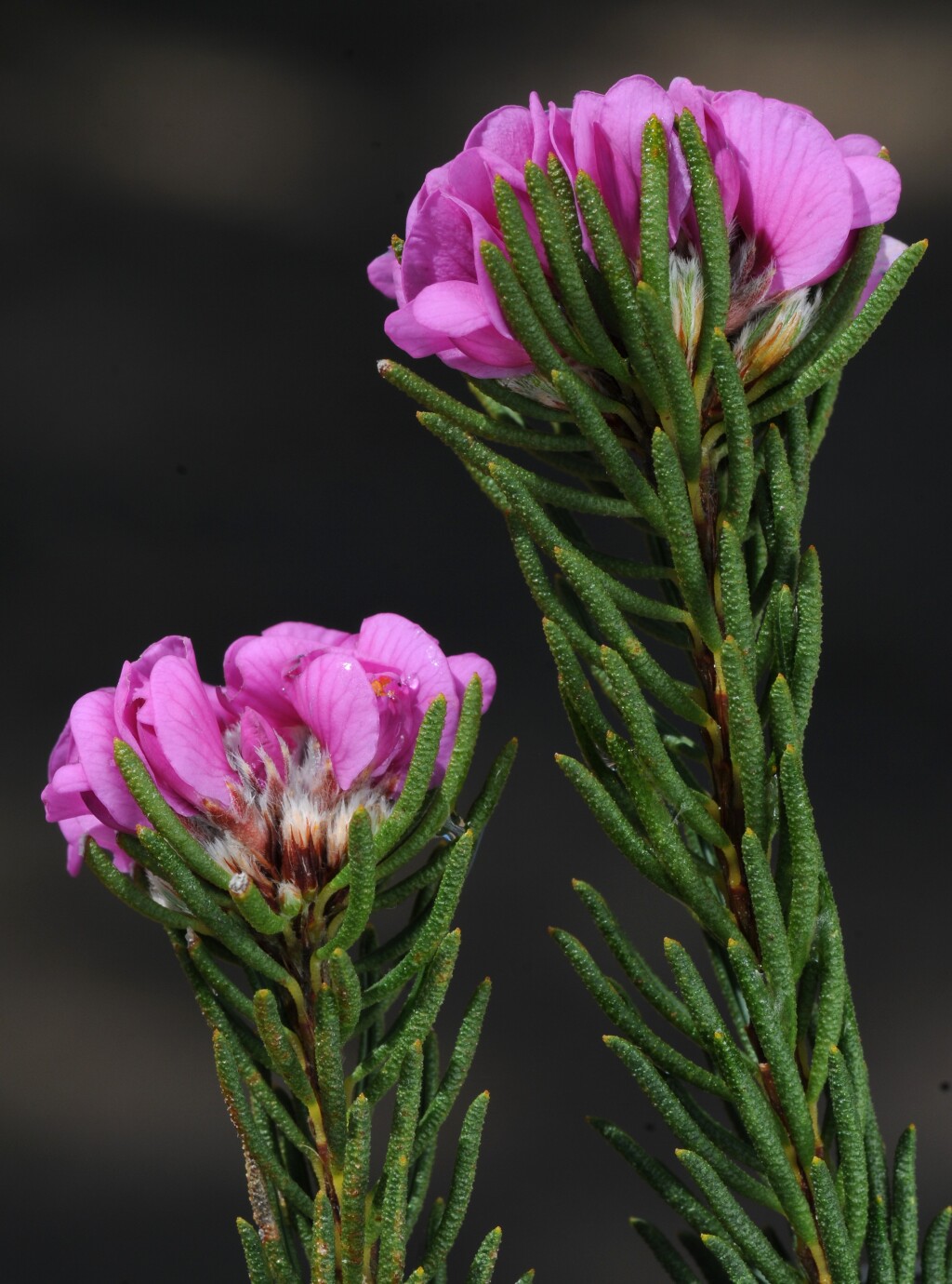 Pultenaea subalpina (hero image)