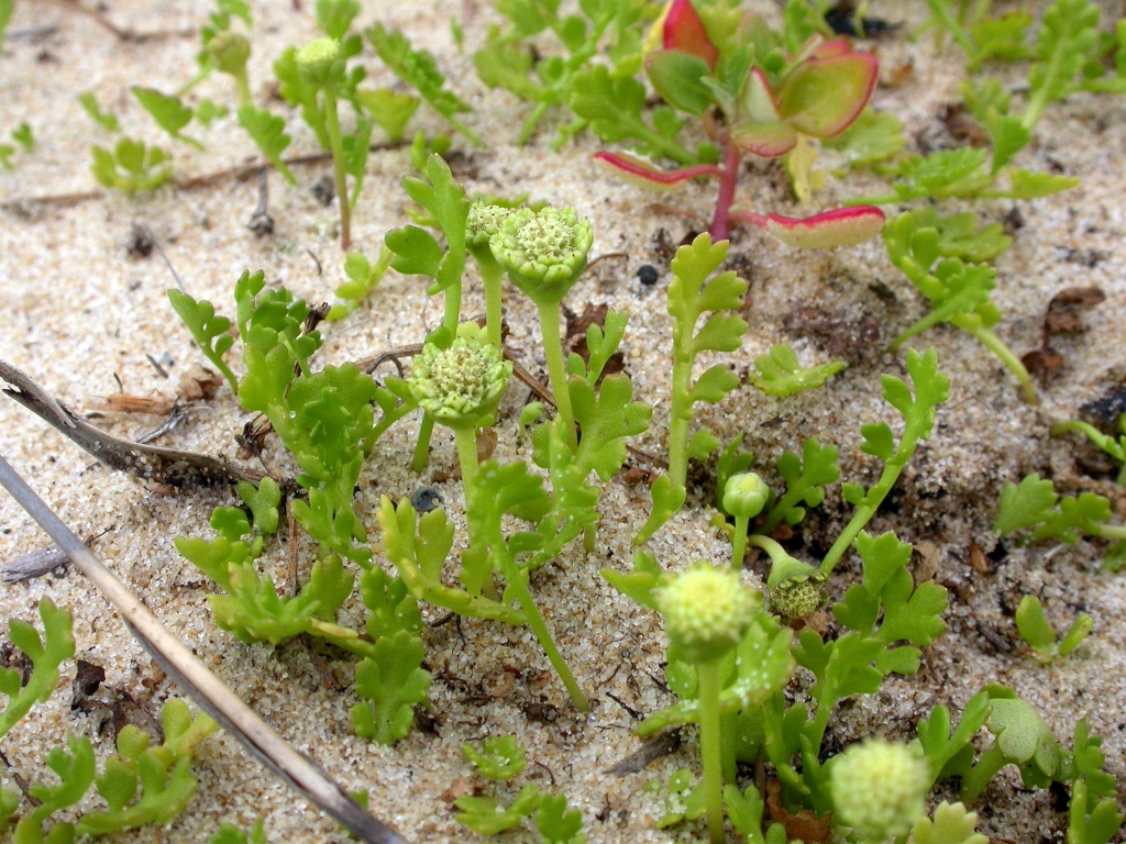 Leptinella longipes (hero image)