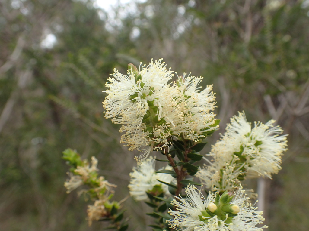 Melaleuca squarrosa (hero image)