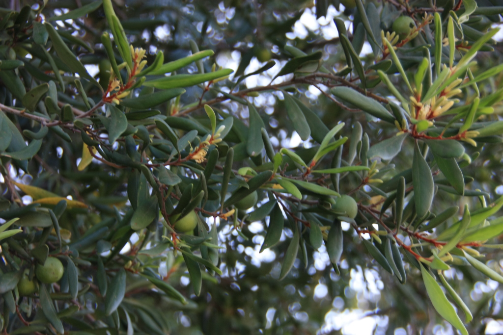 Persoonia subvelutina (hero image)