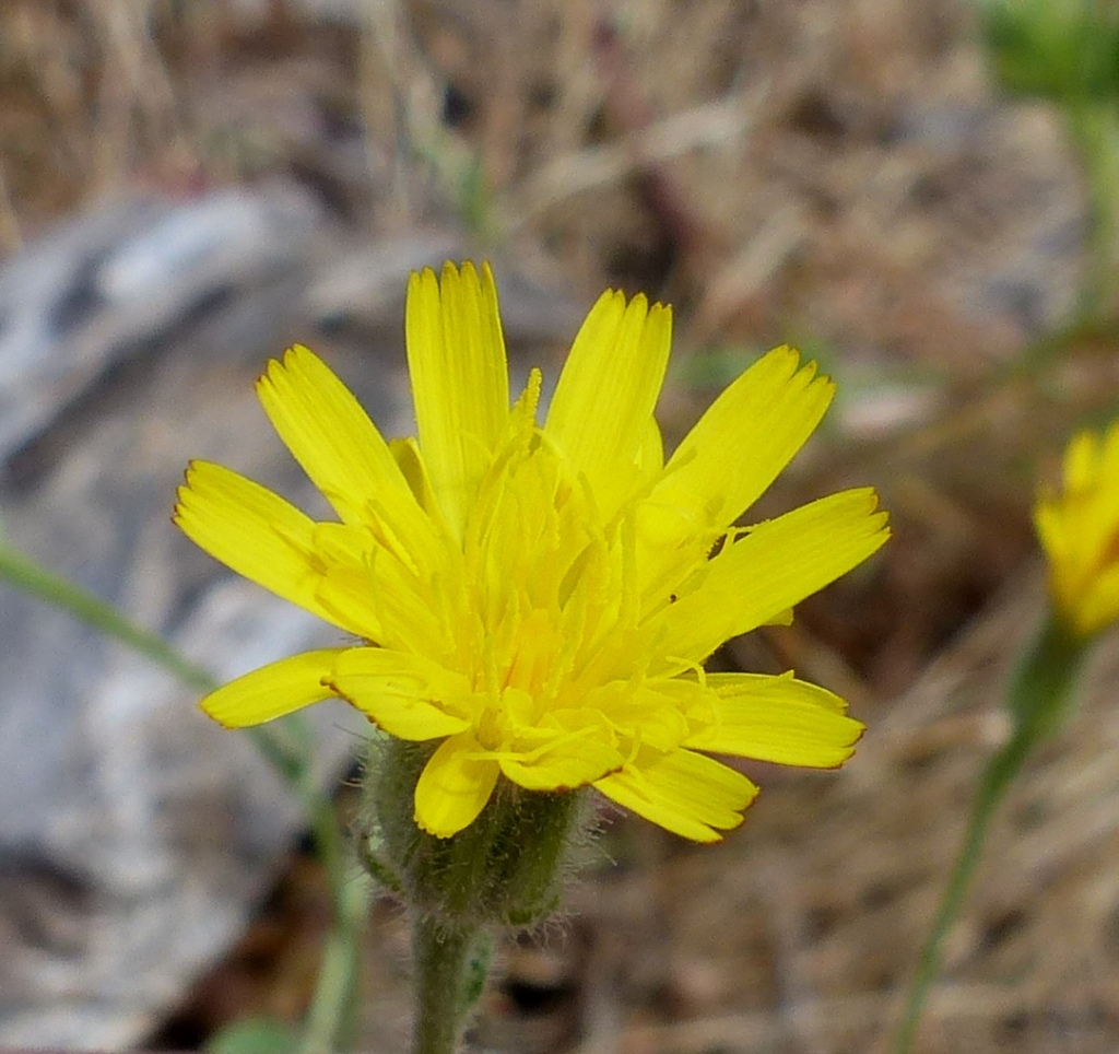 Crepis (hero image)