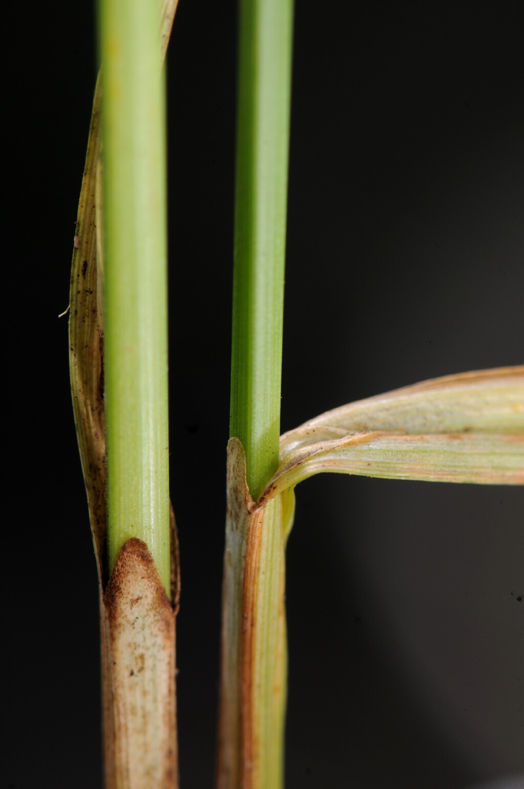 Carex distans (hero image)