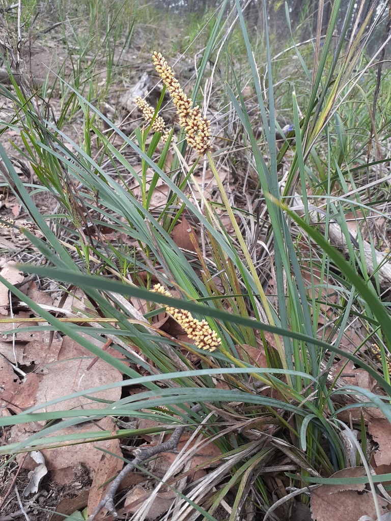 Lomandra longifolia (hero image)