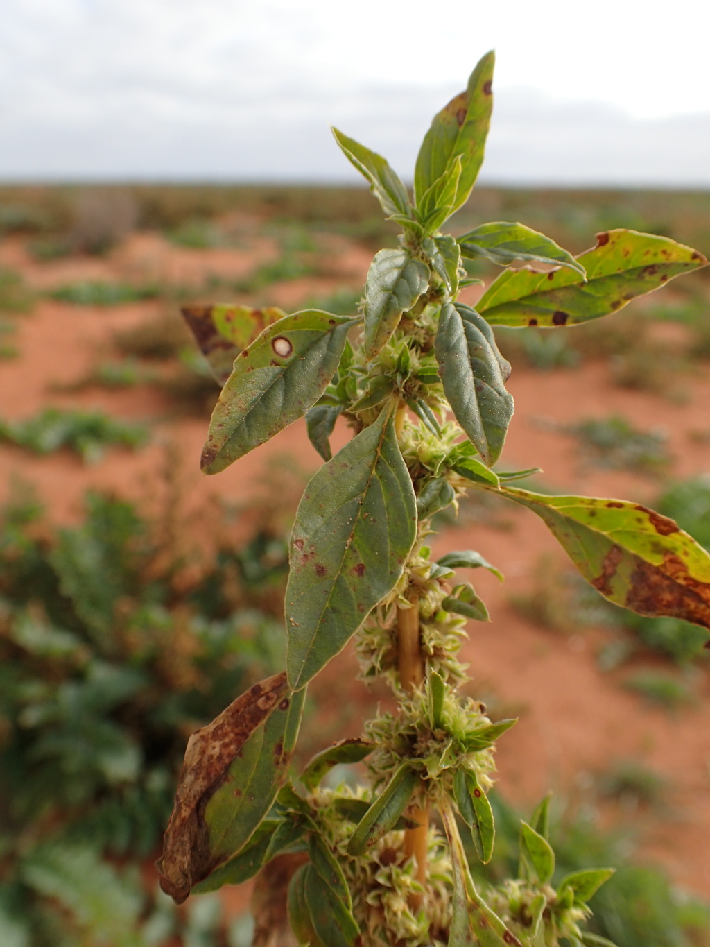 Amaranthus grandiflorus (hero image)