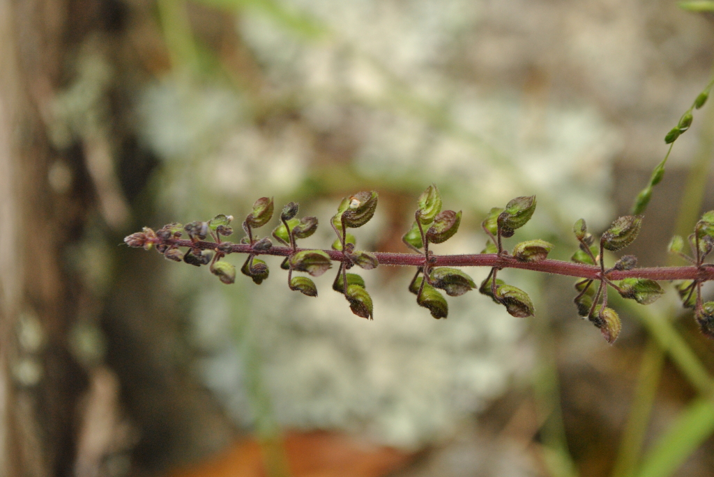 Coleus australis (hero image)