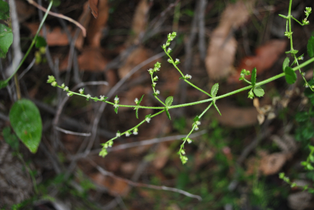 Gonocarpus teucrioides (hero image)