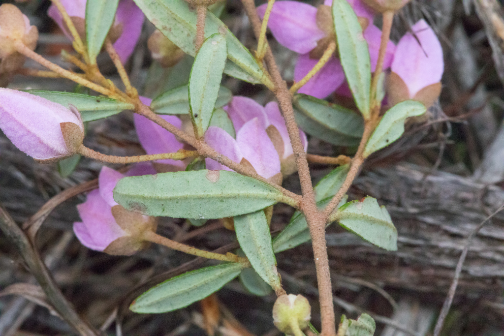 Boronia ledifolia (hero image)