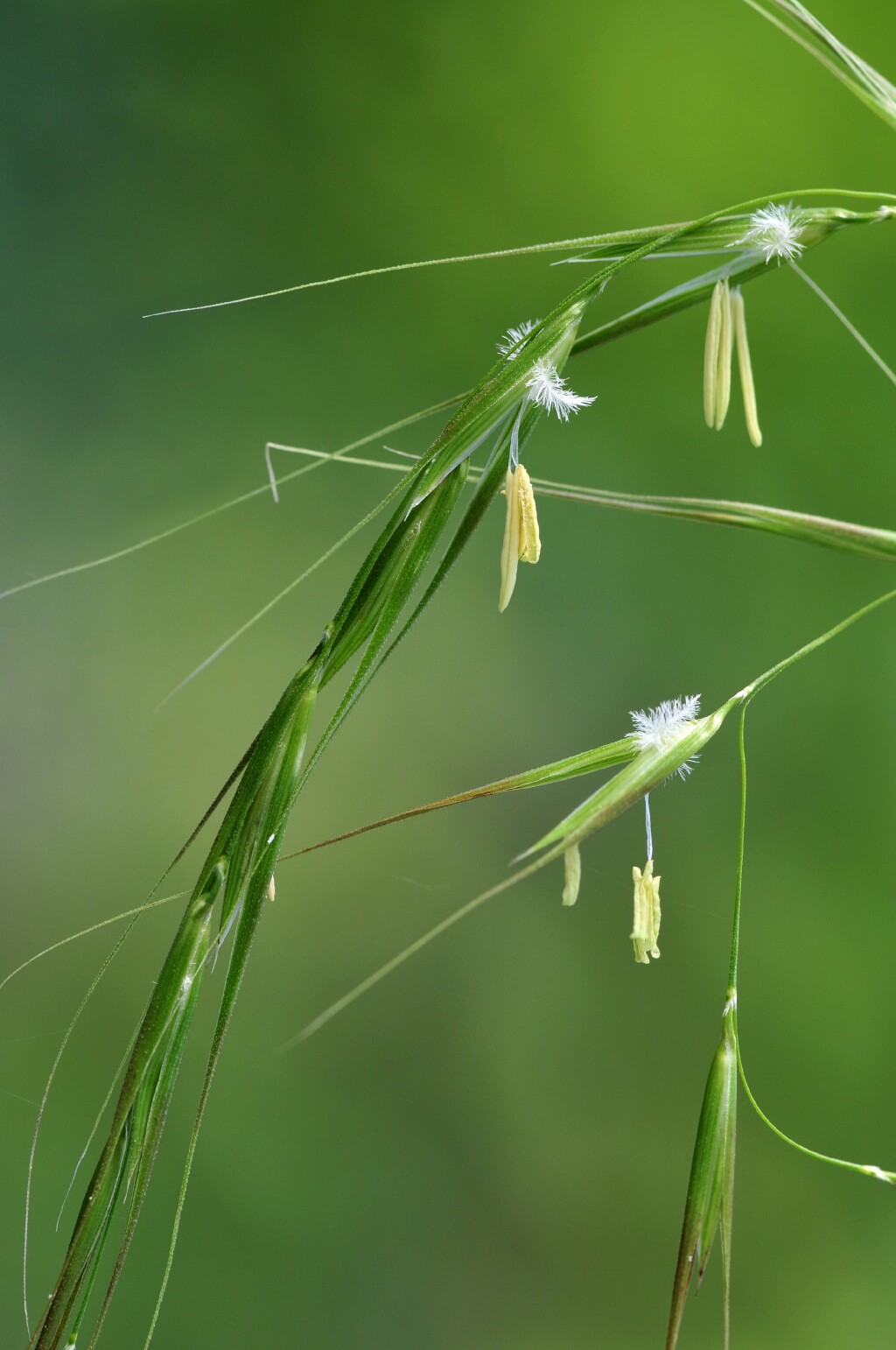 Microlaena stipoides var. stipoides (hero image)