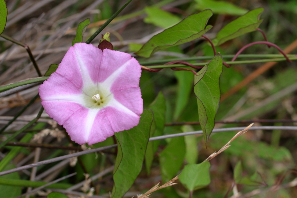 Calystegia sepium subsp. roseata (hero image)