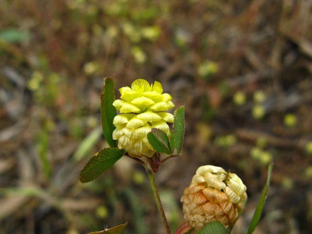 Trifolium campestre (hero image)