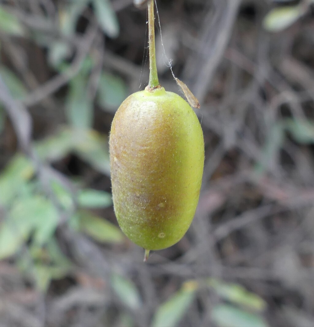 Billardiera mutabilis (hero image)