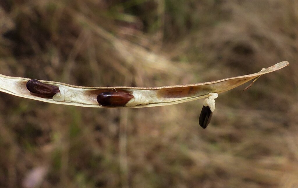 Acacia doratoxylon (hero image)