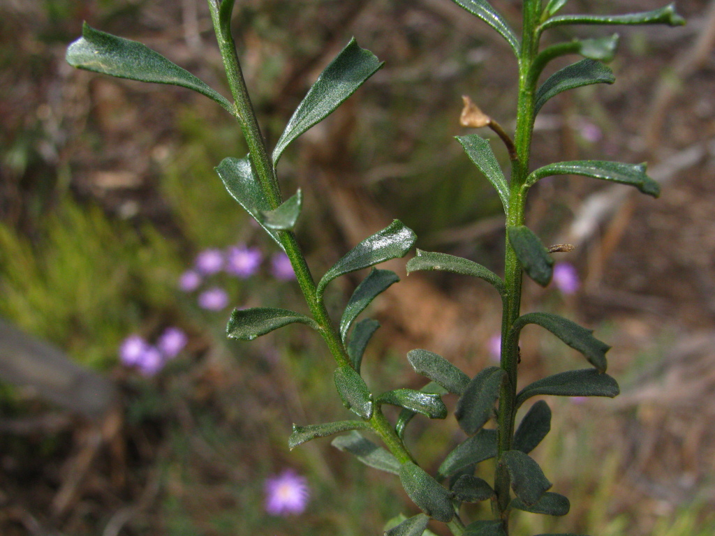 Olearia magniflora (hero image)