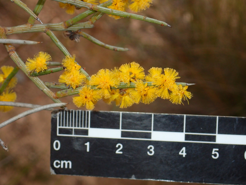 Acacia spinescens (hero image)