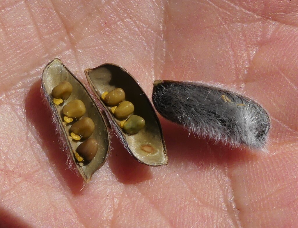 Ulex (hero image)