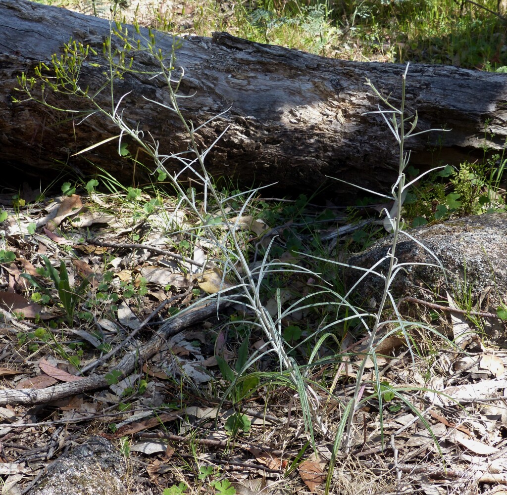 Senecio quadridentatus (hero image)