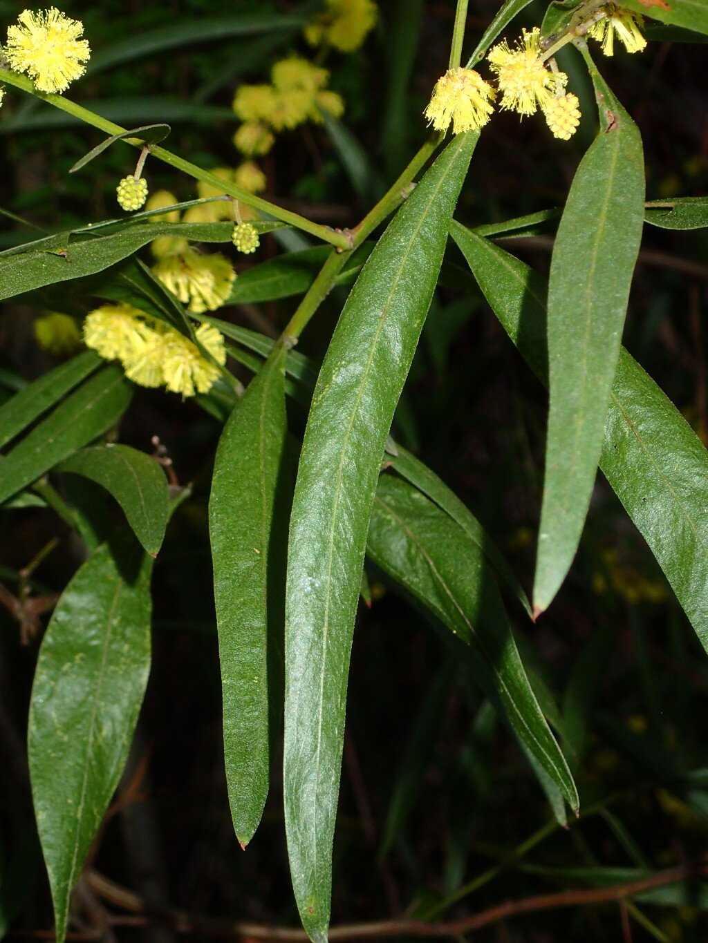 Acacia leprosa (hero image)