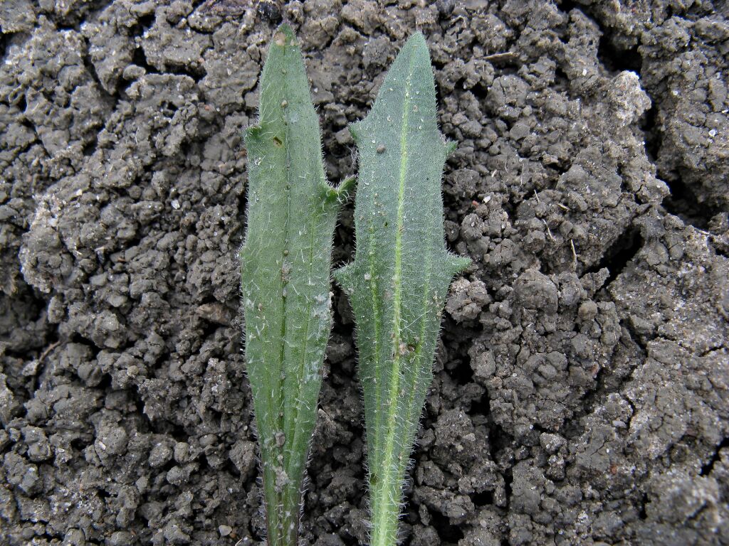 Plantago cunninghamii (hero image)