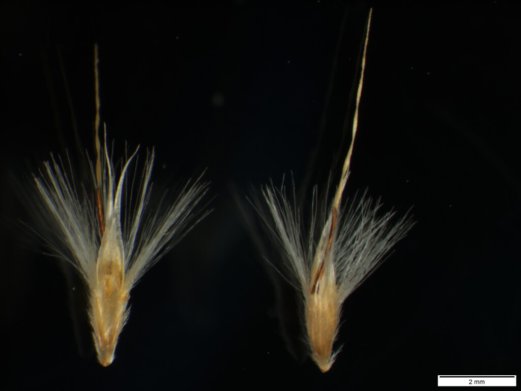 Rytidosperma semiannulare (hero image)