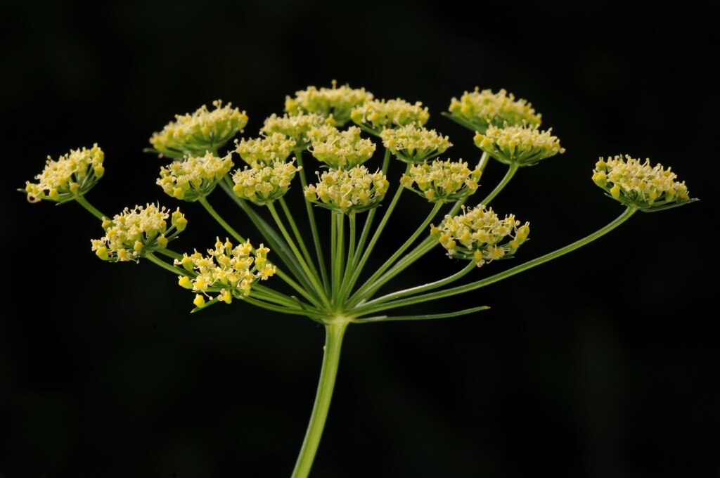 Petroselinum (hero image)