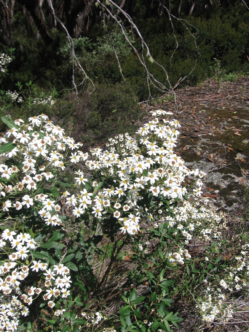 Olearia phlogopappa (hero image)