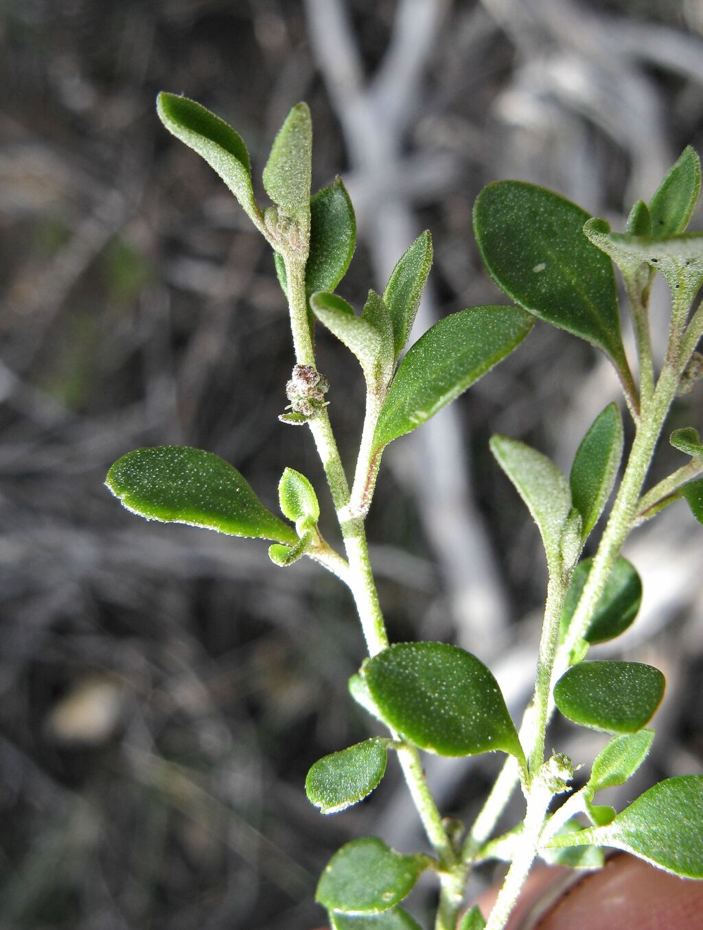 Chenopodium desertorum subsp. microphyllum (hero image)