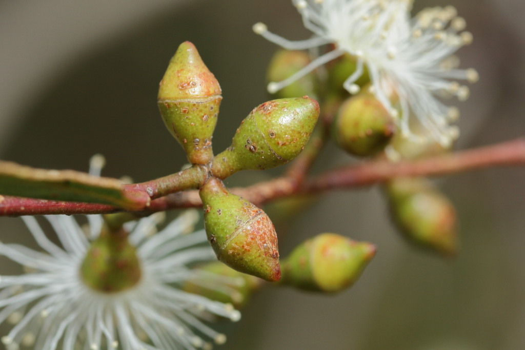 Eucalyptus viminalis subsp. pryoriana (hero image)
