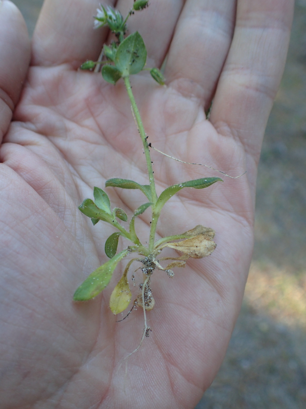 Cerastium pumilum (hero image)