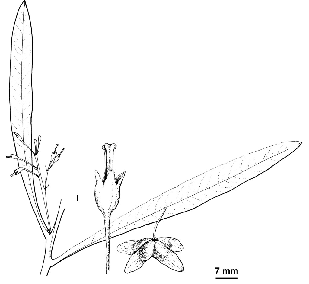 Dodonaea truncatiales (hero image)