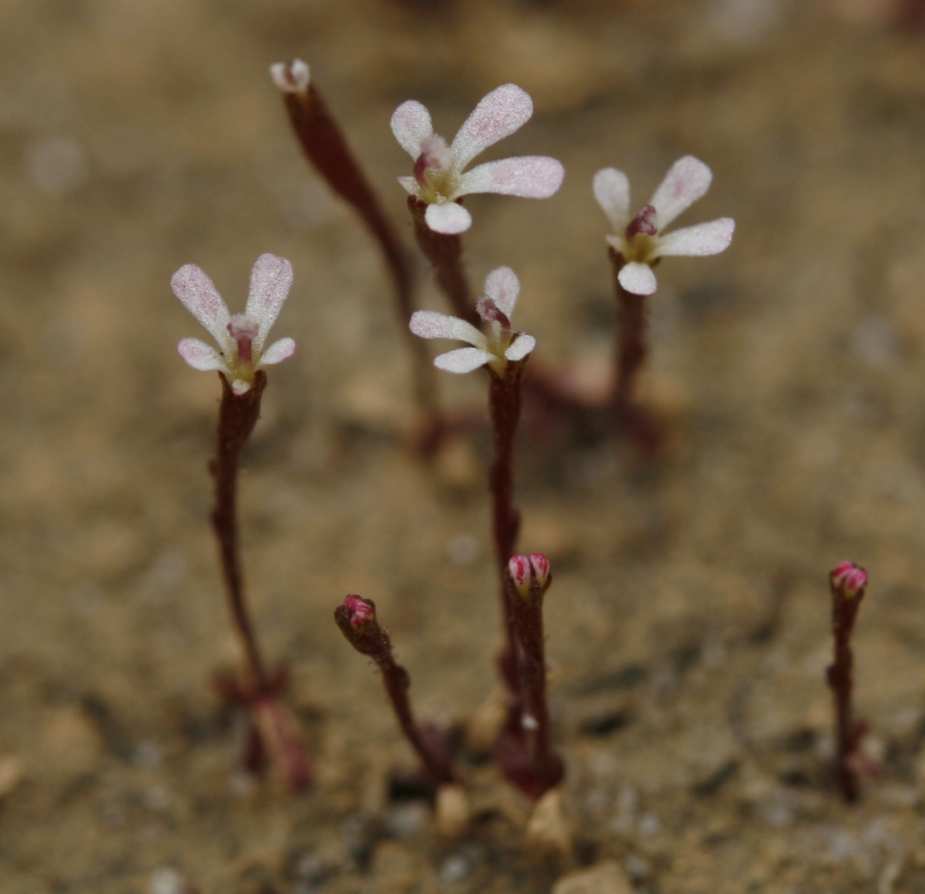 Stylidium beaugleholei (hero image)