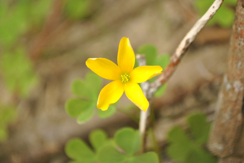 Oxalis rubens (hero image)