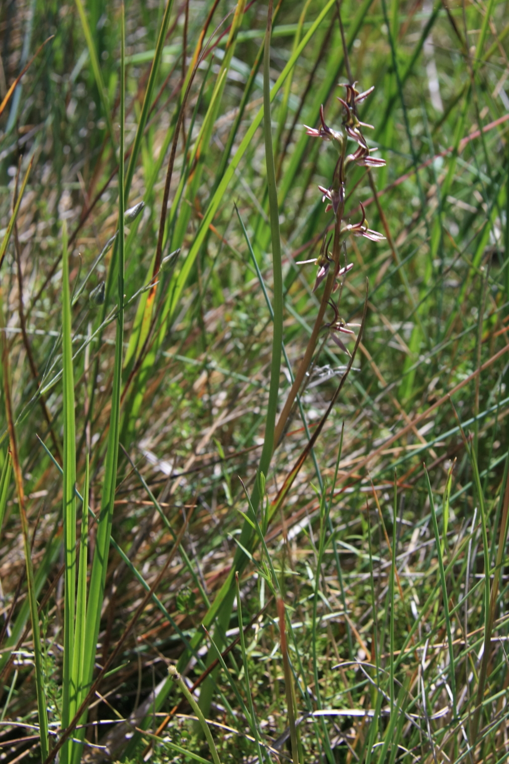 Prasophyllum sphacelatum (hero image)