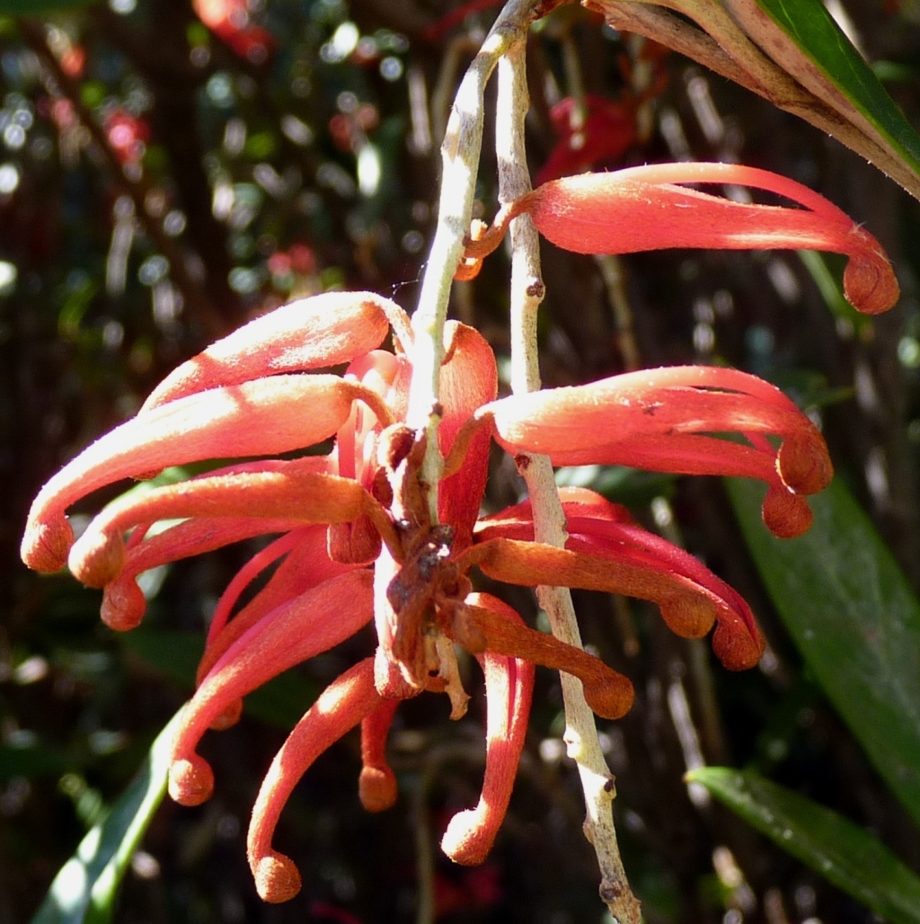 Grevillea victoriae (hero image)