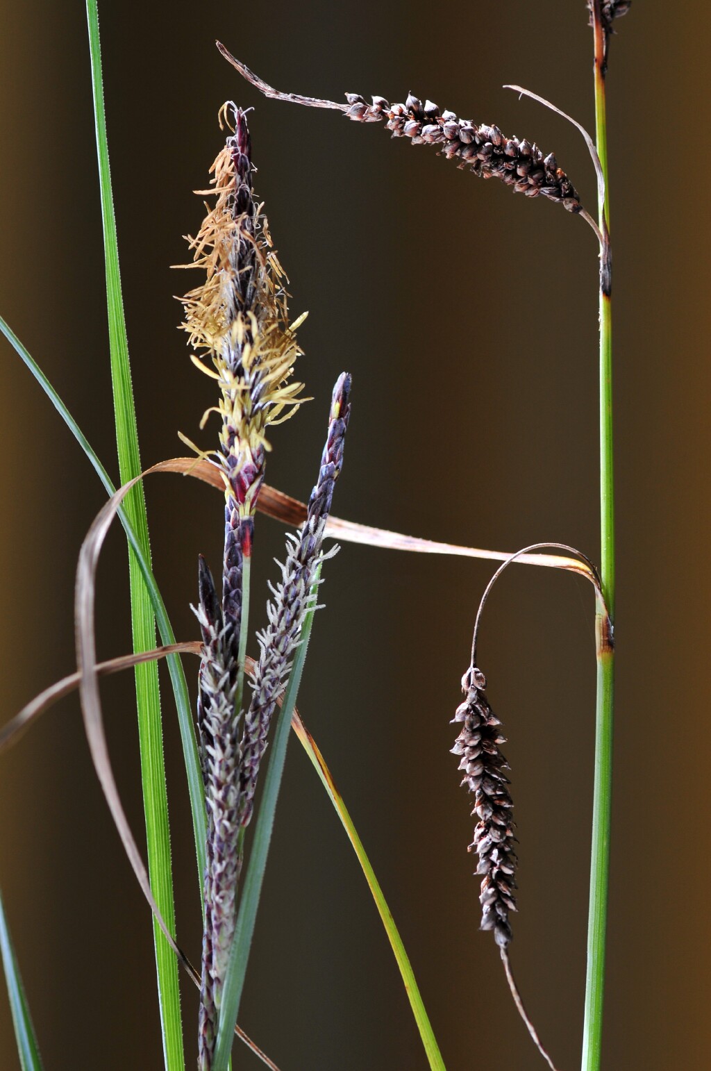 Carex flacca (hero image)