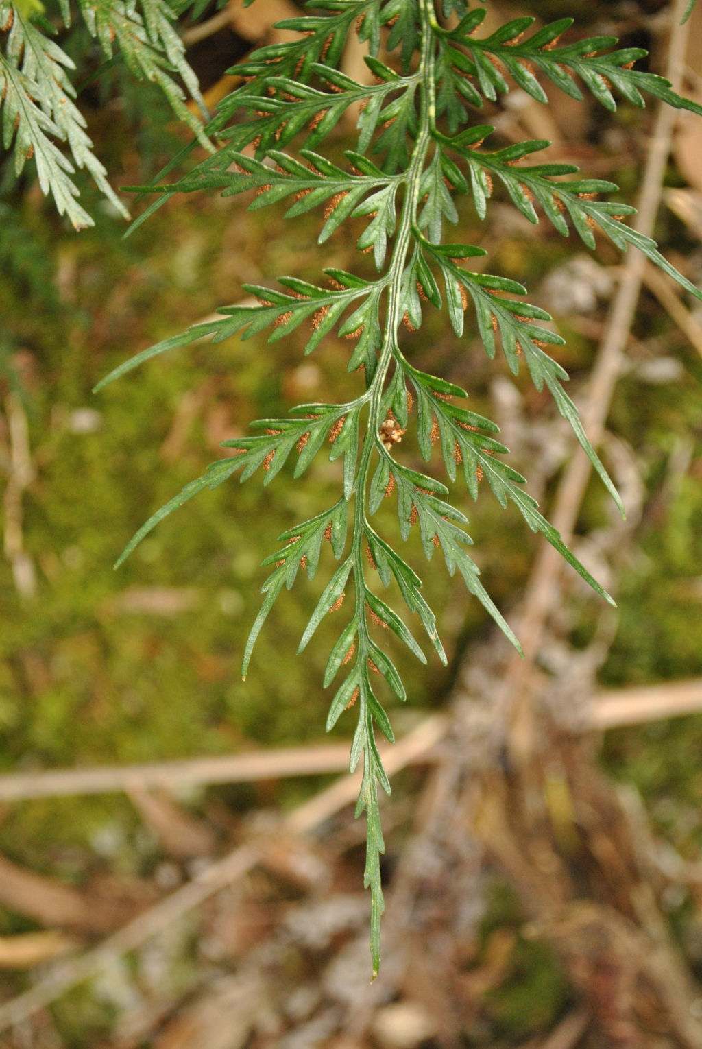 Asplenium appendiculatum subsp. appendiculatum (hero image)