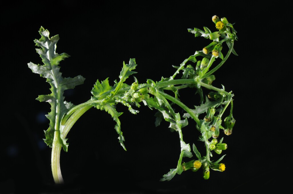 Senecio vulgaris (hero image)