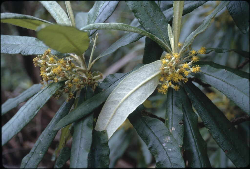 Bedfordia arborescens (hero image)