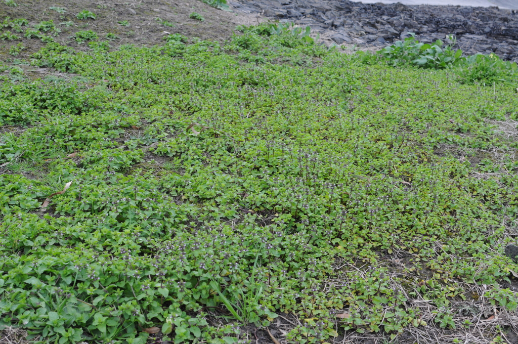 Stachys (hero image)