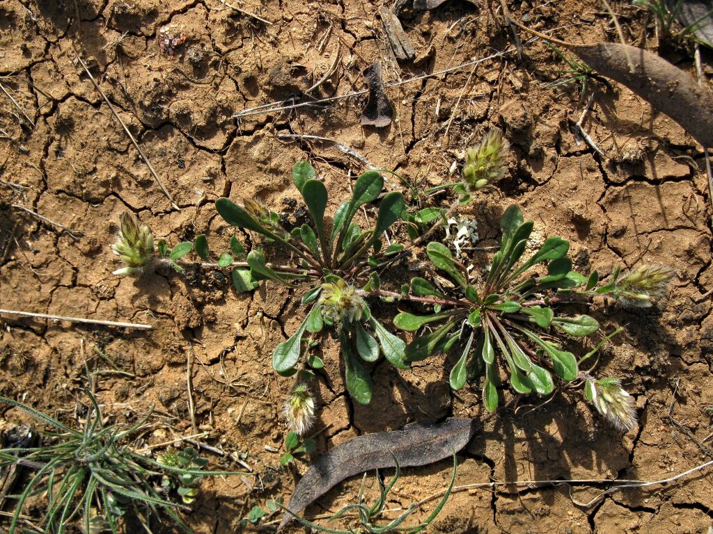 Ptilotus spathulatus (hero image)