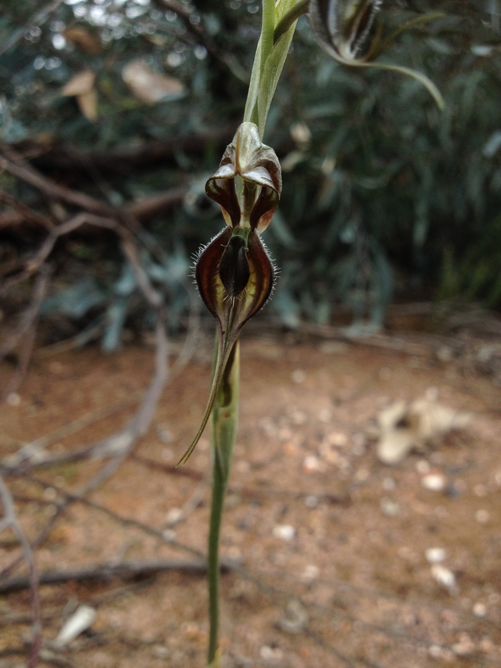 Pterostylis maxima (hero image)