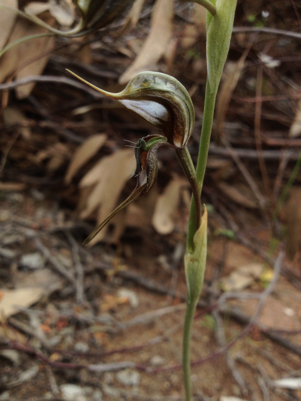 Pterostylis maxima (hero image)