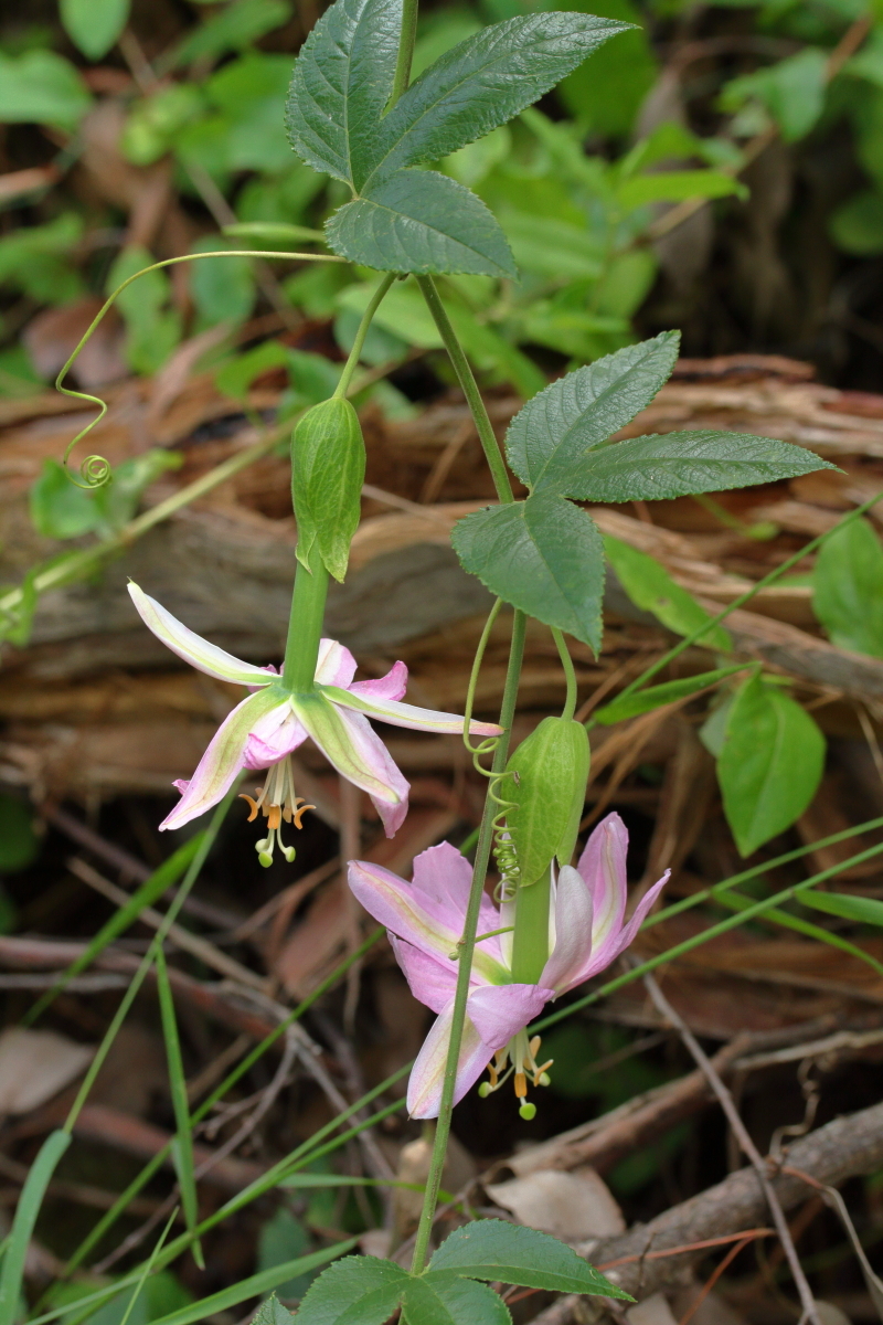 Passiflora tarminiana (hero image)