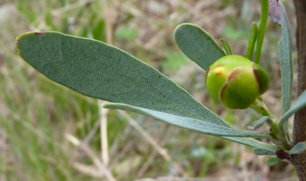 Hibbertia obtusifolia (hero image)