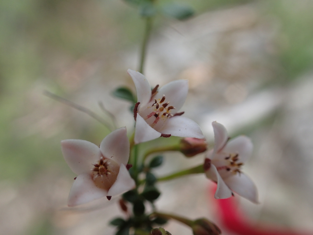 Cyanothamnus nanus (hero image)