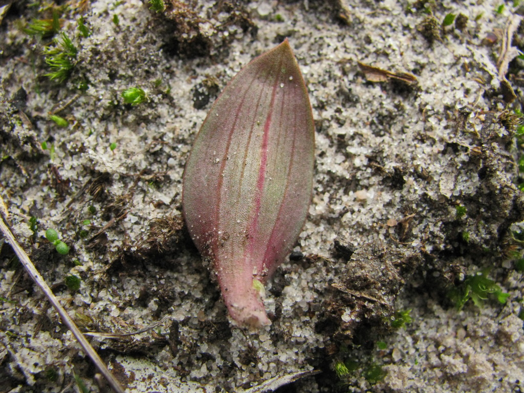 Leporella fimbriata (hero image)